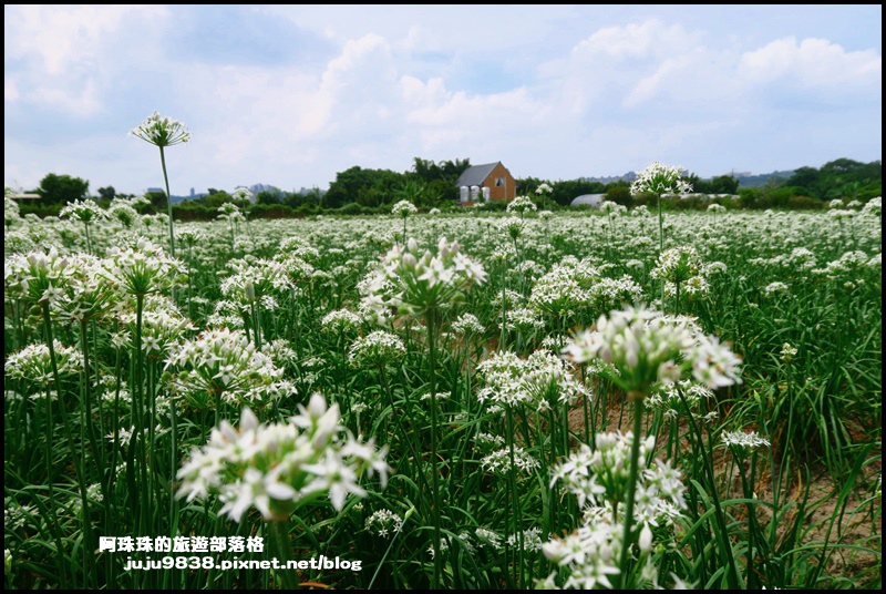 大溪韭菜花35.JPG