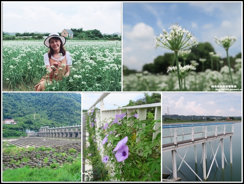 大溪韭菜花,大溪河濱公園,透明景觀橋,鳶山堰,渡船頭公園,中庄調整池,台灣欒樹,桃園,大溪,一日遊,景點,懶人包,韭菜,賞花,大溪左岸自行車道,渡船頭公園山水步道,小百岳,老街,花海
