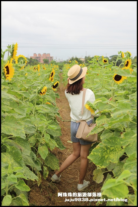 向陽農場31.JPG