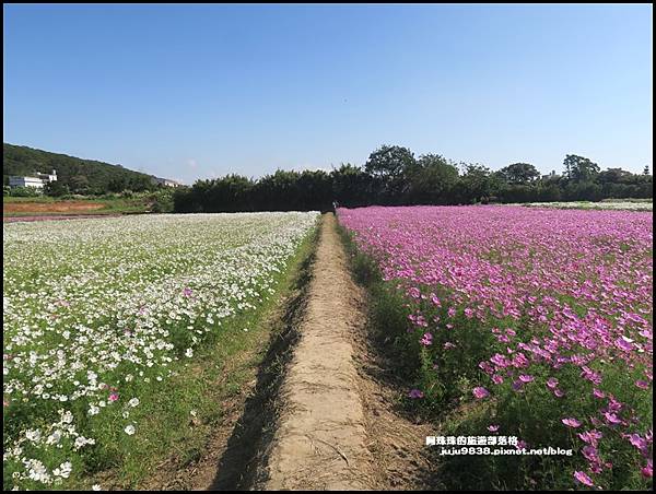 楊梅花彩節11.JPG