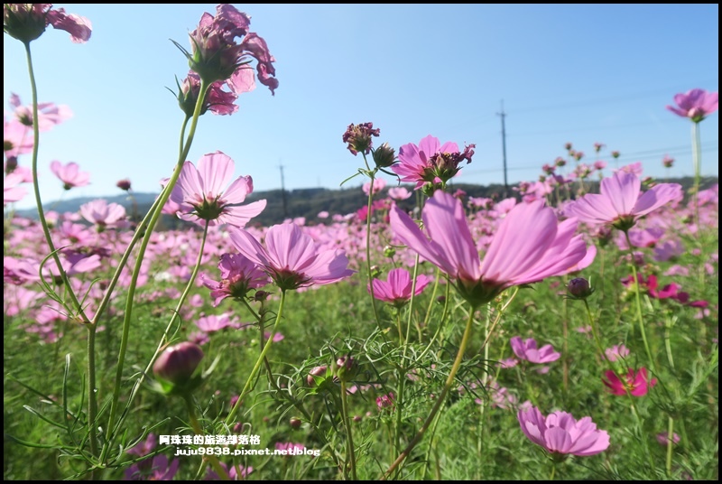 楊梅花彩節13.JPG