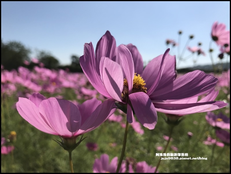 楊梅花彩節27.JPG