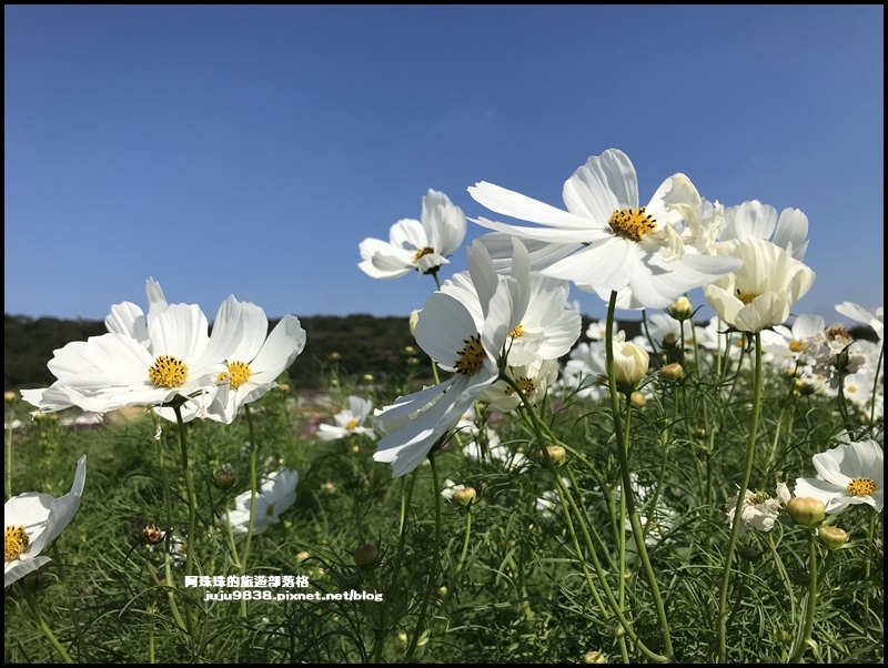 楊梅花彩節37.JPG