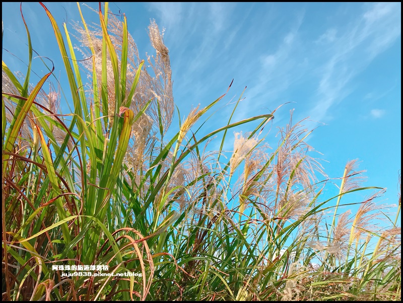 秀才登山步道8.JPG 秀才登山步道8.JPG