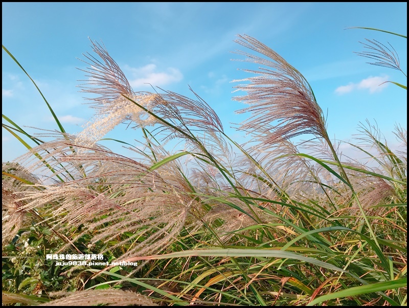 秀才登山步道12.JPG 秀才登山步道12.JPG
