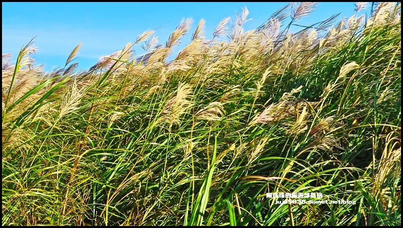 秀才登山步道20.JPG 秀才登山步道20.JPG