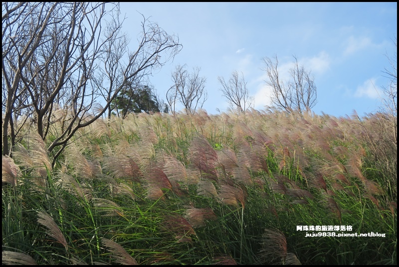 秀才登山步道35.JPG 秀才登山步道35.JPG