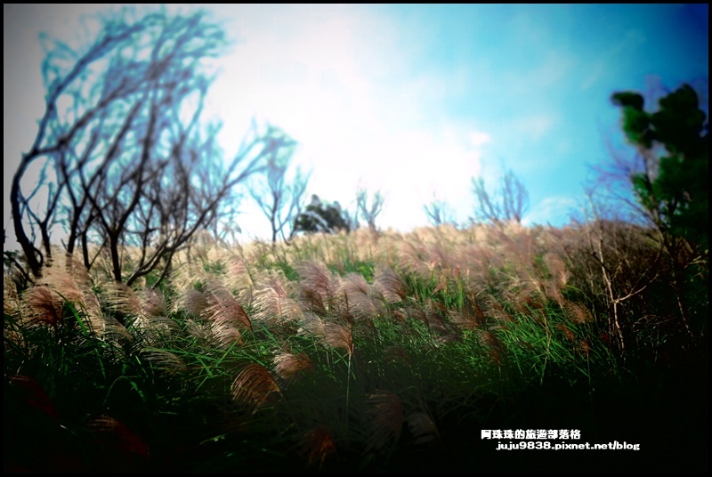 秀才登山步道36.JPG 秀才登山步道36.JPG