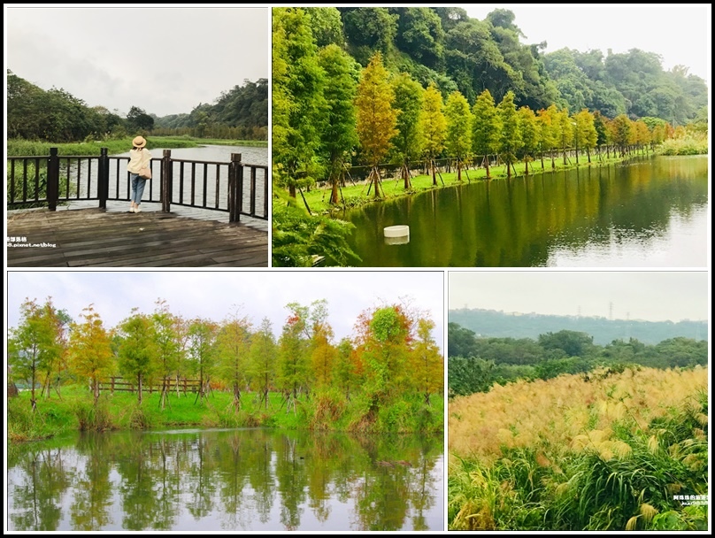 月眉人工濕地公園,落羽松,桃園花彩節,山豬湖生態園區,月眉休閒農業區,芒花,大溪,桃園,大溪月眉濕地公園,山豬湖自然生態園區,賞花,花季