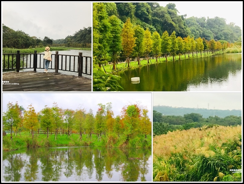 桃園,大溪,大溪月眉濕地公園,山豬湖自然生態園區,落羽松,芒花,賞花,花季,秘境,桃園景點