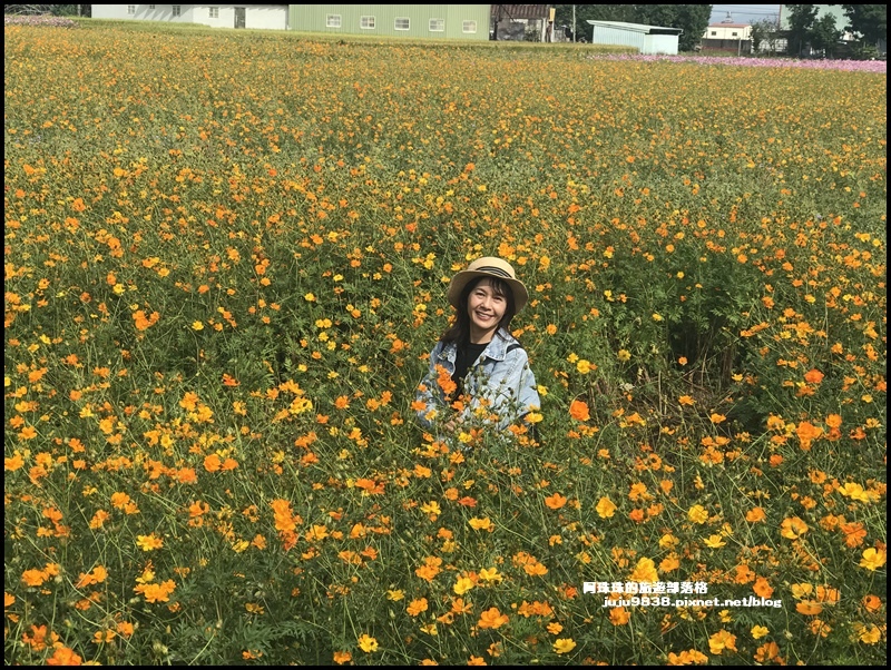 大溪花彩節3.JPG