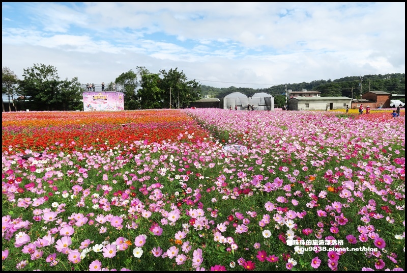 大溪花彩節35.JPG