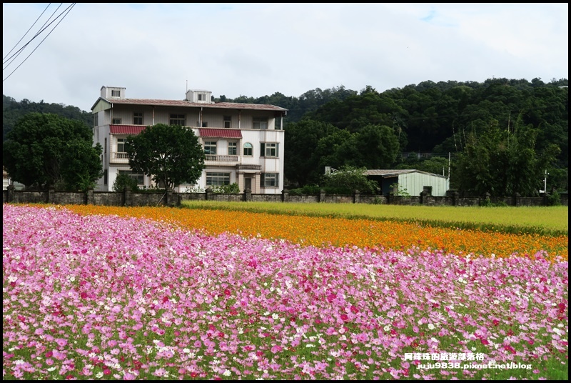 大溪花彩節51.JPG