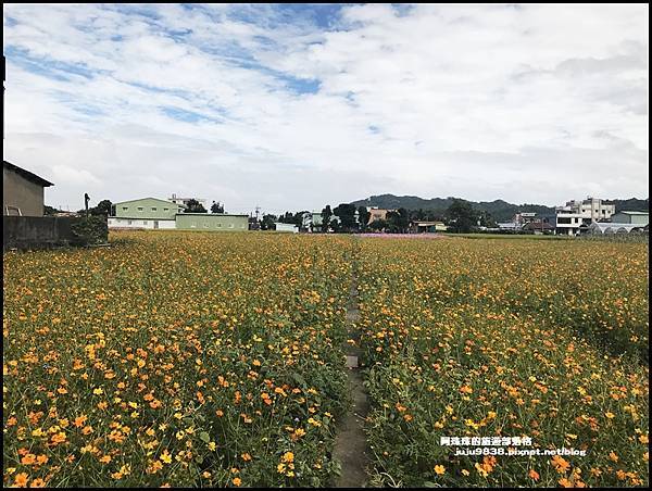 大溪花彩節70.JPG