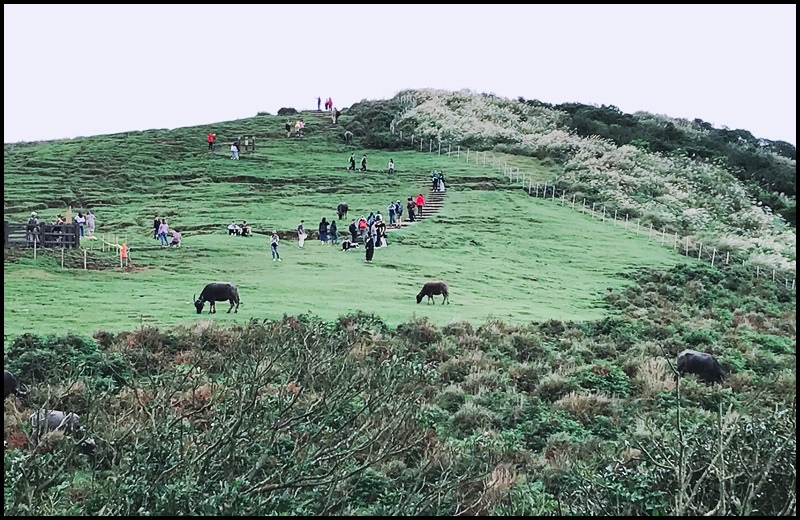 擎天崗16.JPG 擎天崗16.JPG