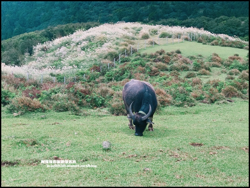 擎天崗31.JPG 擎天崗31.JPG