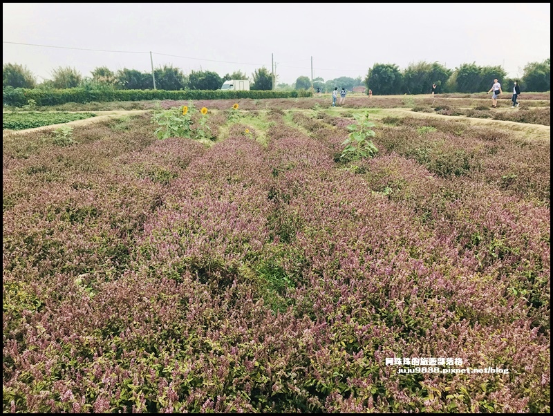 禾山田仙草花1.JPG 禾山田仙草花1.JPG