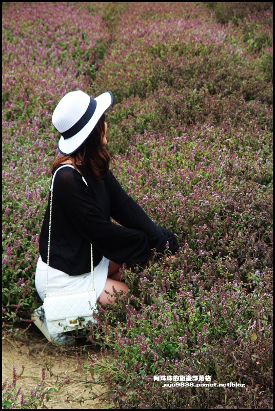 禾山田仙草花4.JPG 禾山田仙草花4.JPG