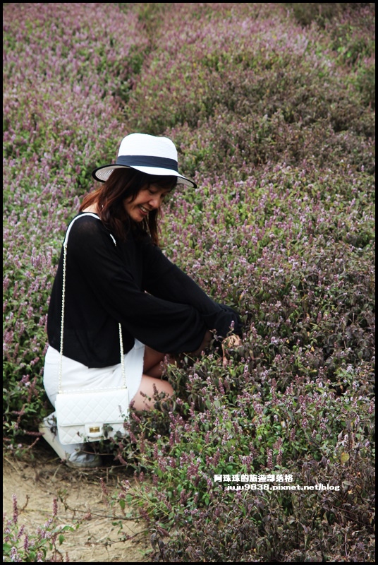 禾山田仙草花3.JPG 禾山田仙草花3.JPG