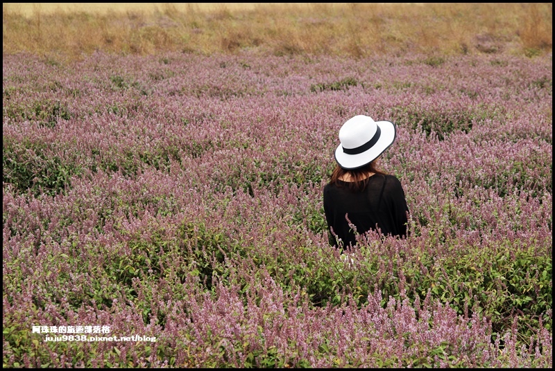 禾山田仙草花10.JPG 禾山田仙草花10.JPG