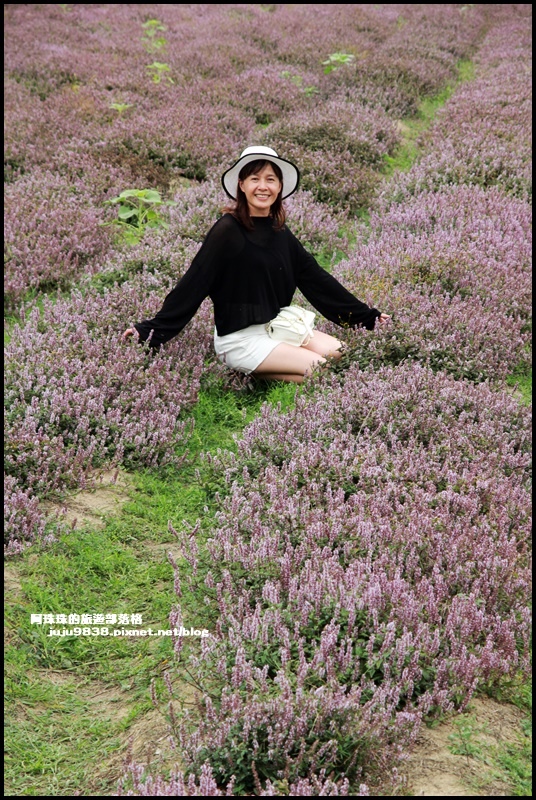 禾山田仙草花17.JPG 禾山田仙草花17.JPG