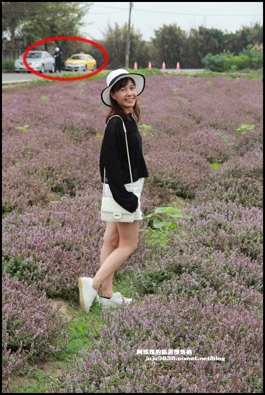 禾山田仙草花18.JPG 禾山田仙草花18.JPG