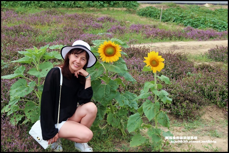 禾山田仙草花25.JPG 禾山田仙草花25.JPG