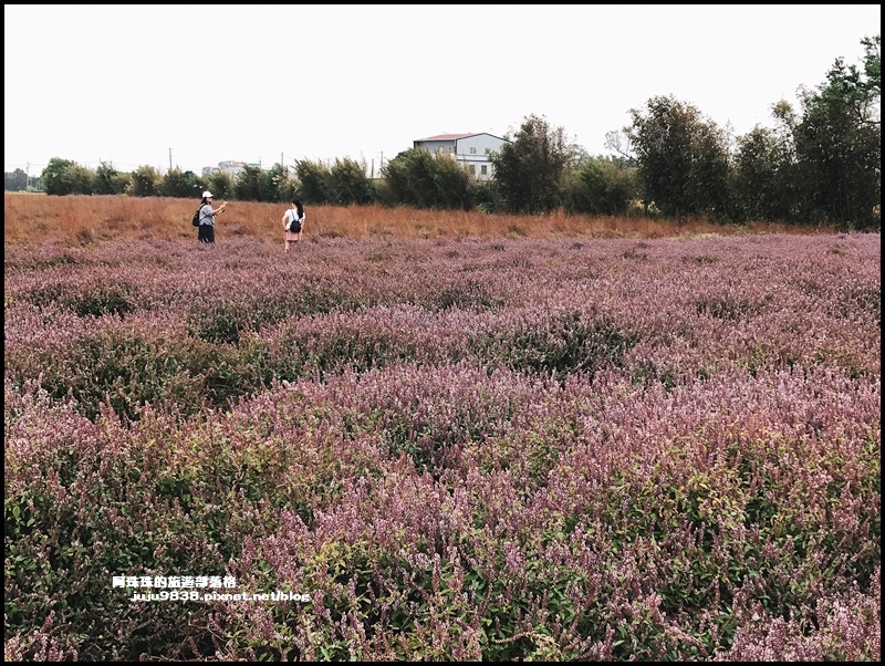 禾山田仙草花31.JPG