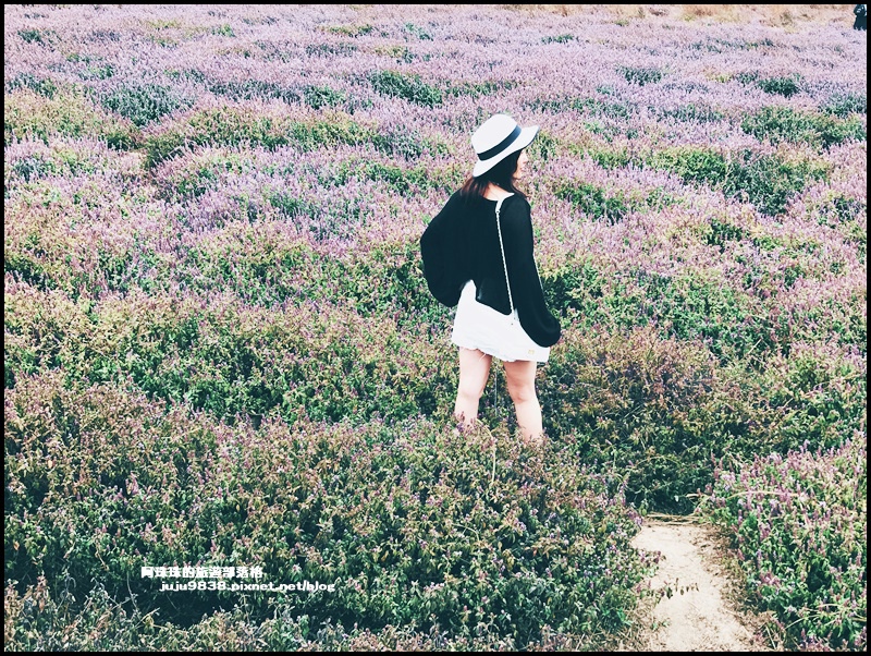 禾山田仙草花30.JPG 禾山田仙草花30.JPG