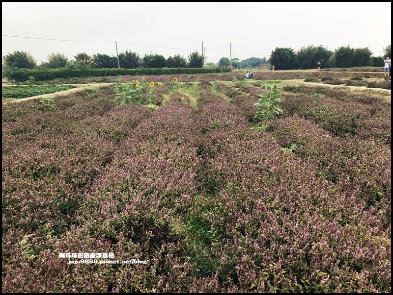 禾山田仙草花39.JPG 禾山田仙草花39.JPG