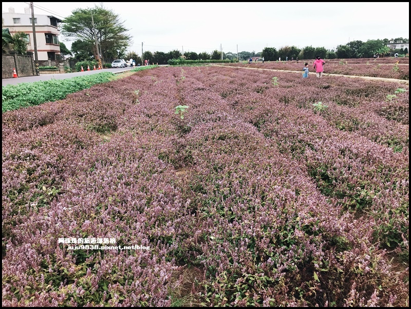 禾山田仙草花36.JPG 禾山田仙草花36.JPG
