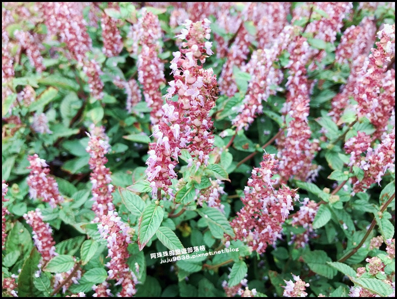 禾山田仙草花35.JPG 禾山田仙草花35.JPG