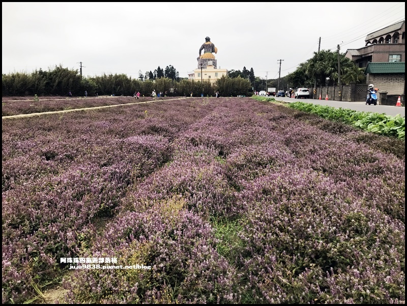 禾山田仙草花38.JPG 禾山田仙草花38.JPG