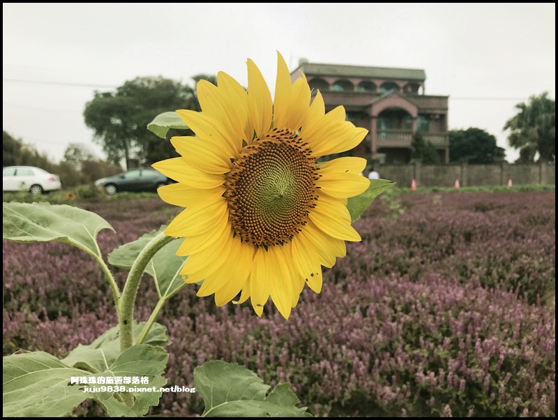 禾山田仙草花40.JPG 禾山田仙草花40.JPG