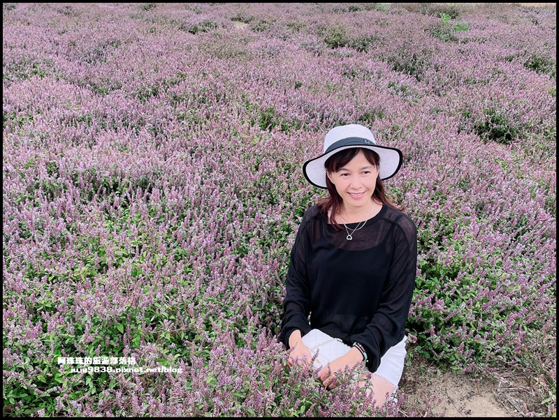 禾山田仙草花41.JPG 禾山田仙草花41.JPG