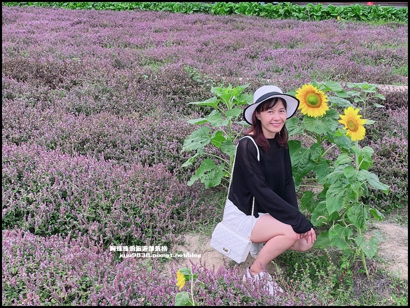 禾山田仙草花42.JPG 禾山田仙草花42.JPG