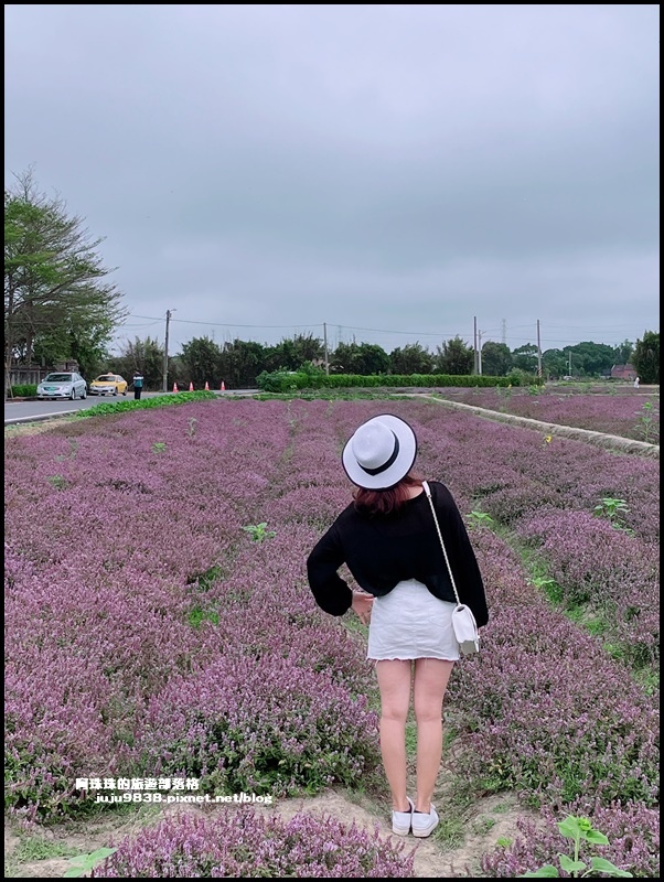 ,桃園,新屋,禾山田仙草田,仙草,花海,花季,賞花景點,長祥宮,秘境,