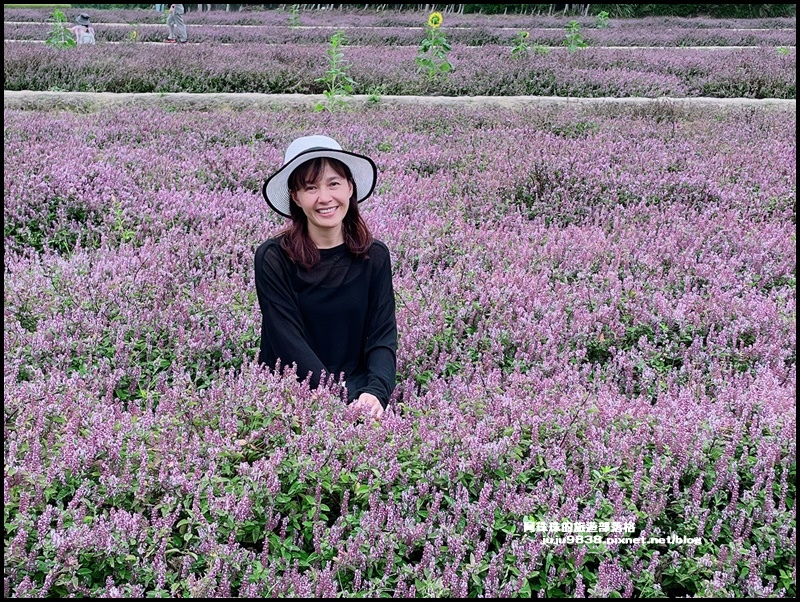 禾山田仙草花43.JPG 禾山田仙草花43.JPG