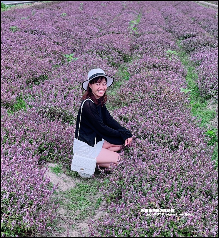 禾山田仙草花46.JPG 禾山田仙草花46.JPG