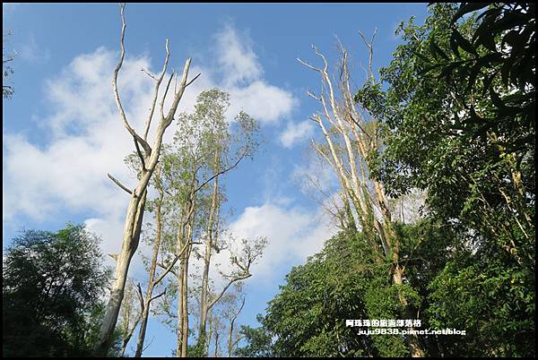 抹茶山5.JPG