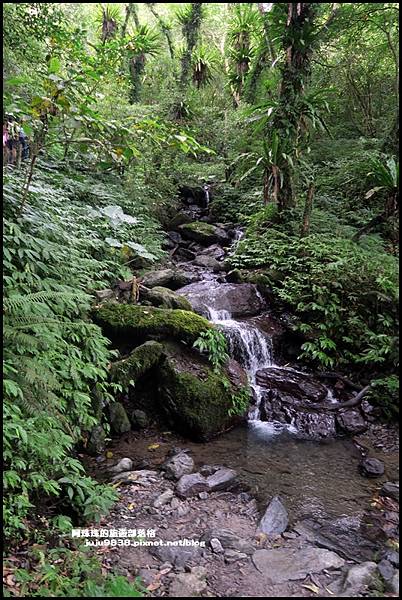 抹茶山29.JPG