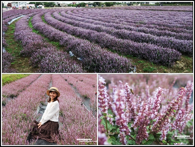 ,桃園,楊梅,2020楊梅仙草花節,微見仙鏡,仙草花,花海,賞花,花季,拍照,打卡,