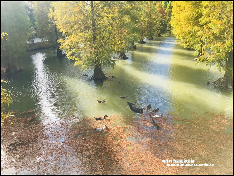 三灣落羽松19.JPG 三灣落羽松19.JPG