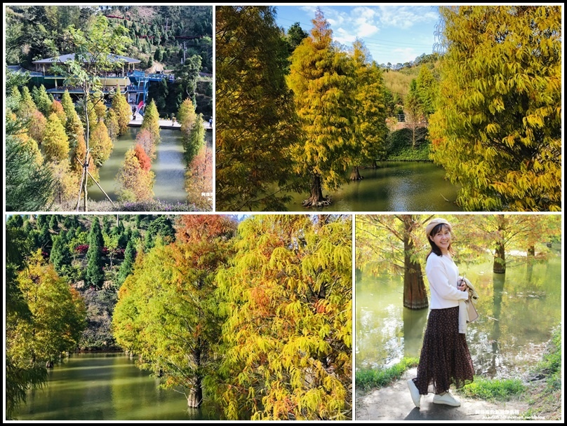 落羽松,台三線,三灣水漾落羽松秘境,觀景平台,小鴨子,觀景台,步道,苗栗,三灣水漾,秘境,拍照