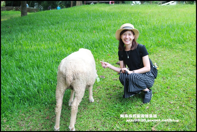 綠光森林45.JPG 綠光森林45.JPG