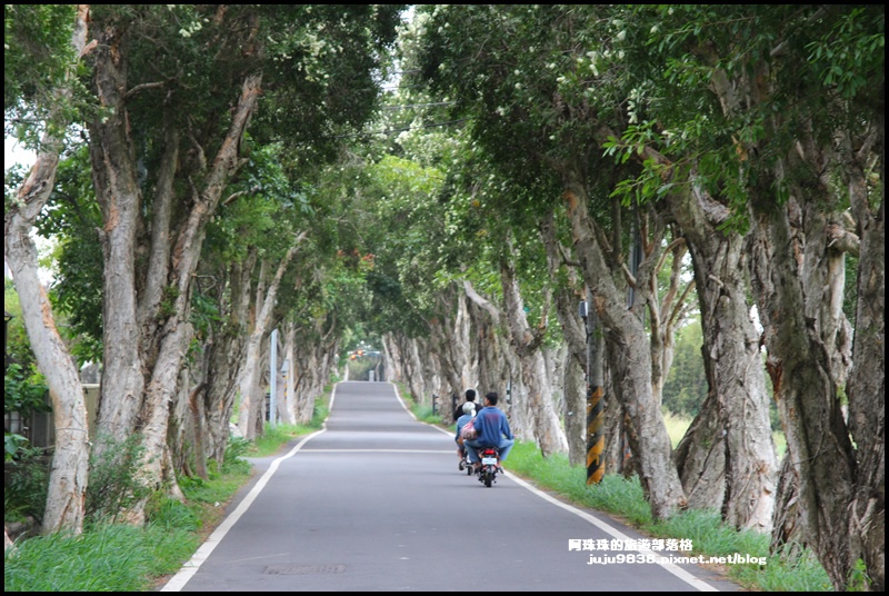 白千層步道10.JPG