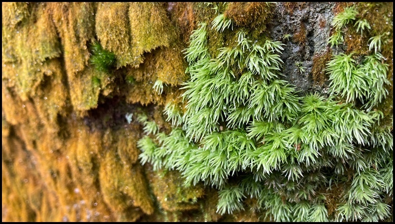 白石湖53.JPG 白石湖53.JPG