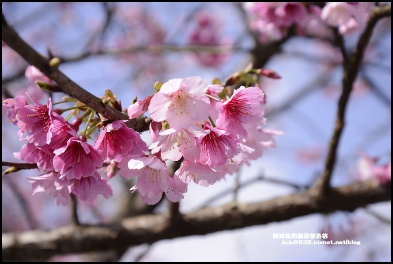 大熊櫻花園1.JPG