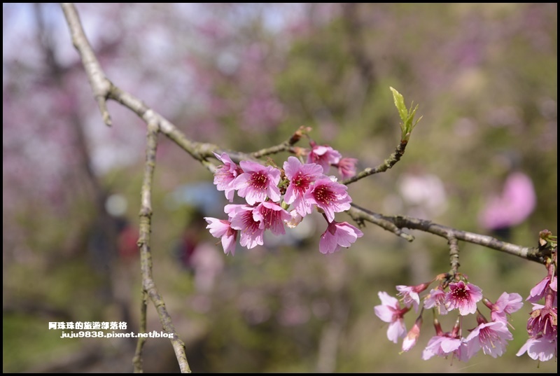大熊櫻花園4.JPG 大熊櫻花園4.JPG