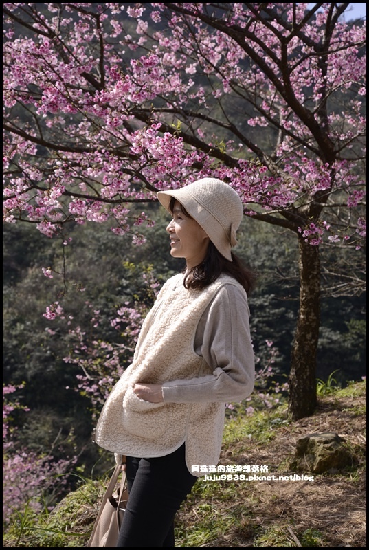 大熊櫻花園9.JPG 大熊櫻花園9.JPG